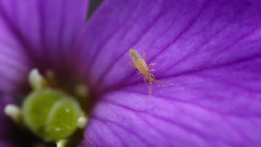 The tiny bug moves on the small purple flower petal