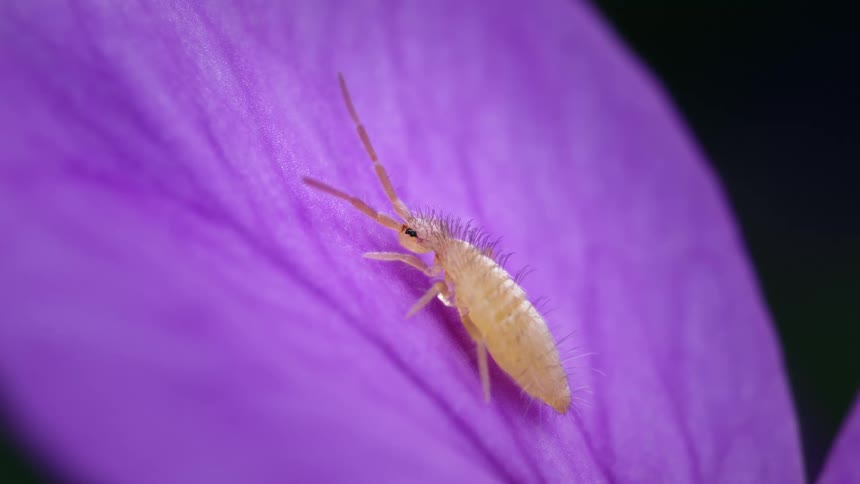 A macro view of a springtail on a purple flower petal