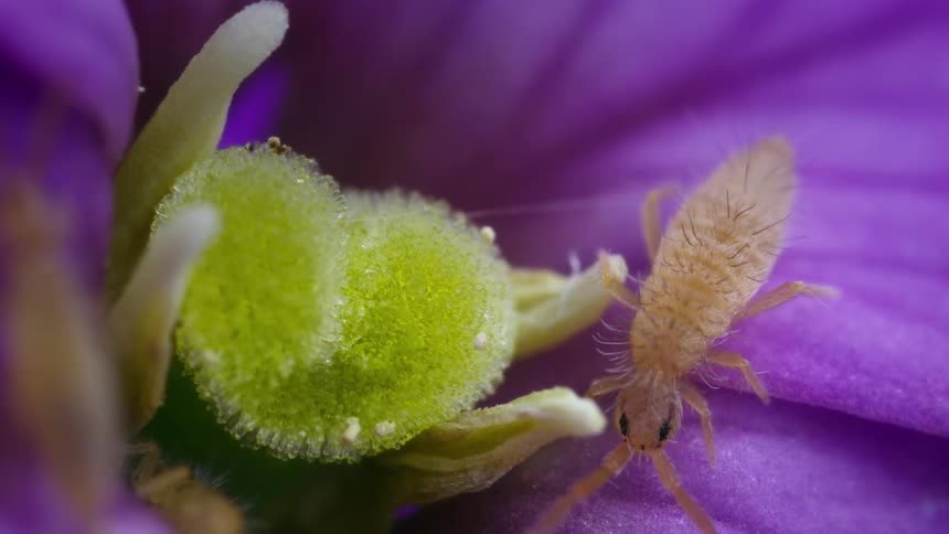 A pale hairy springtail with long antennae approaches a green pollendusted flower center against purple petals