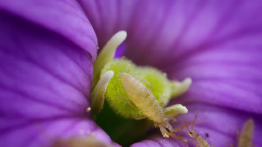 The collembola springtails crawl inside the purple flower