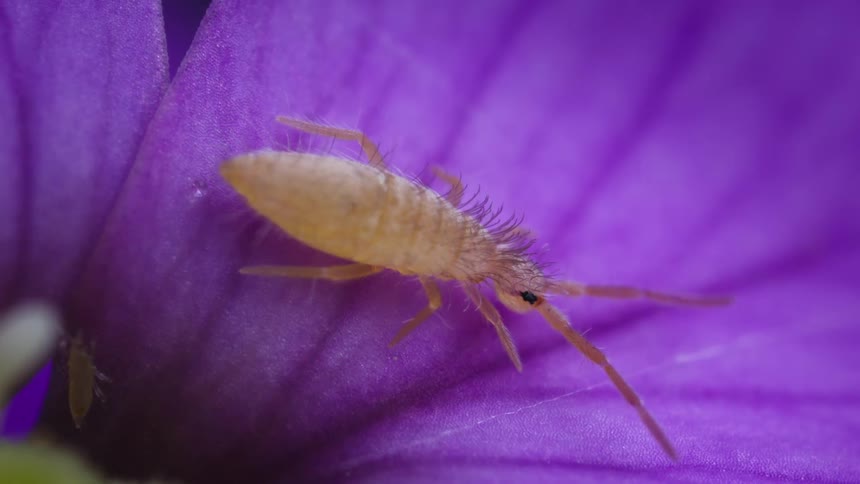 Elongate springtail with long antennae crawls across a vivid purple flower petal