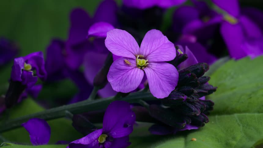 Purple Erysimum wallflower in a garden