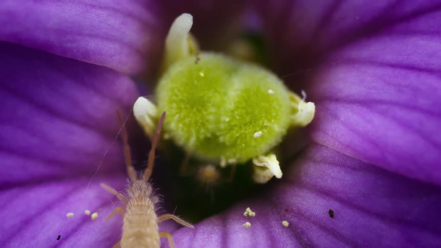 The collembola are on the flower