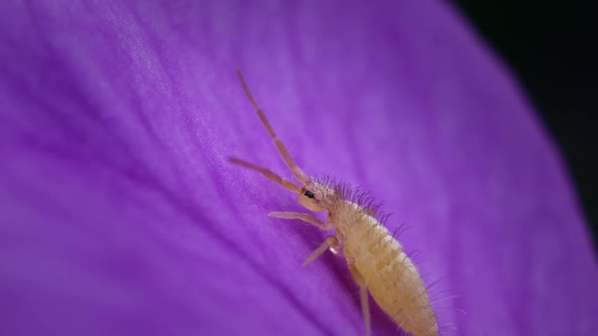 The springtail stands on the flower petal