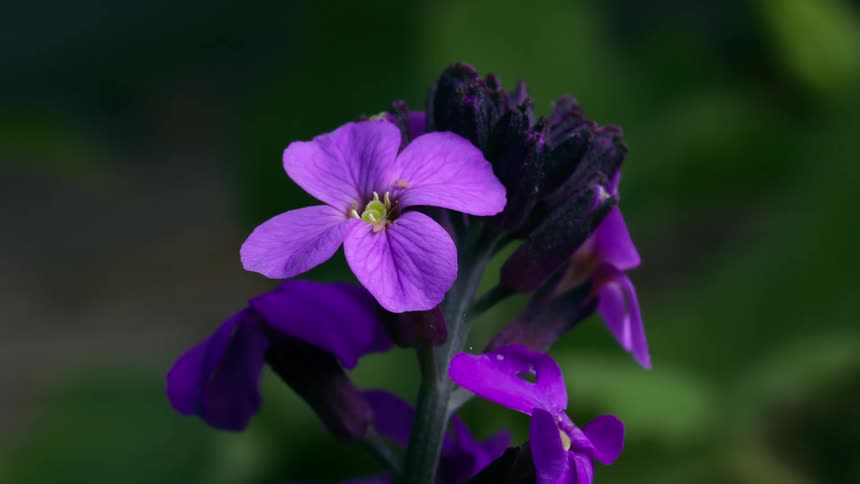 Wind blows the purple flowers with insects on them