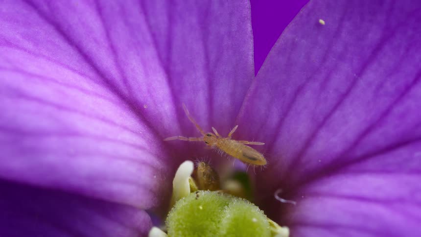A collembola explores a purple flowers center with pollen grains and radiating petal veins visible
