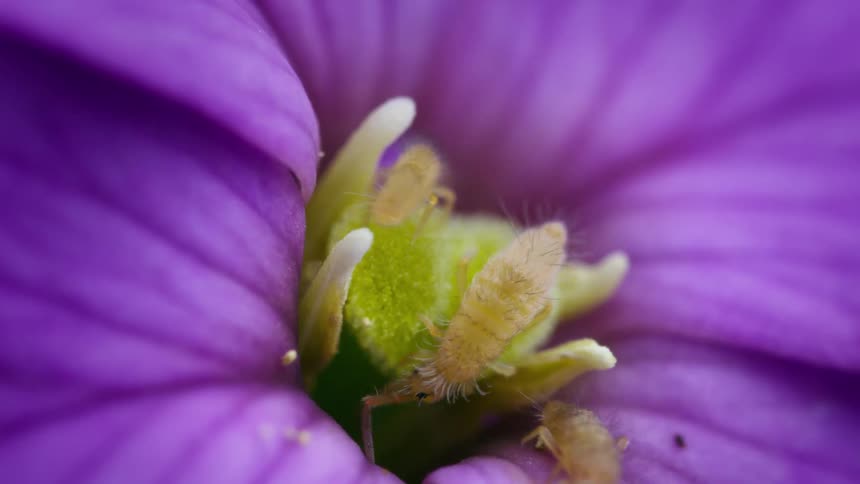 The insects are crawling and feeding on the purple flower