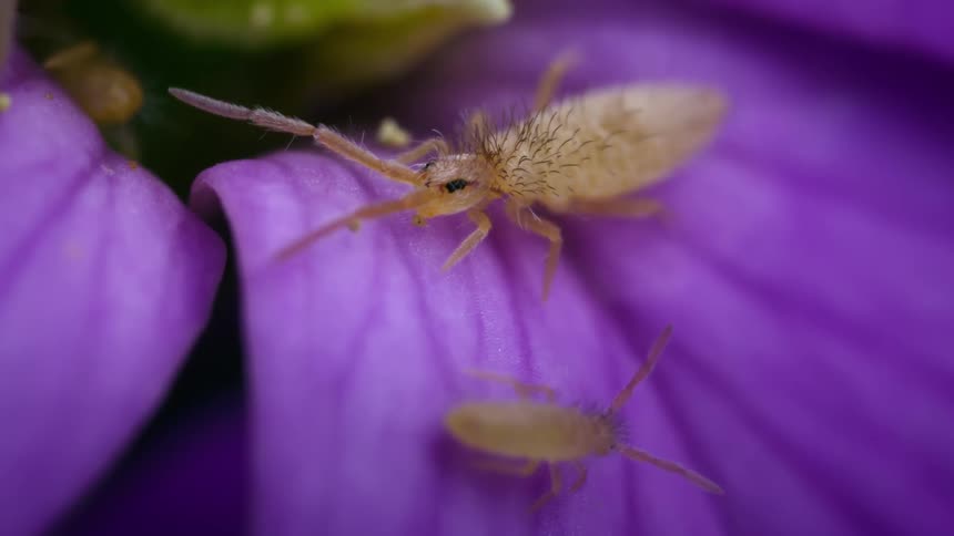 Tiny springtail eats on a purple petal near the pollendusted flower center