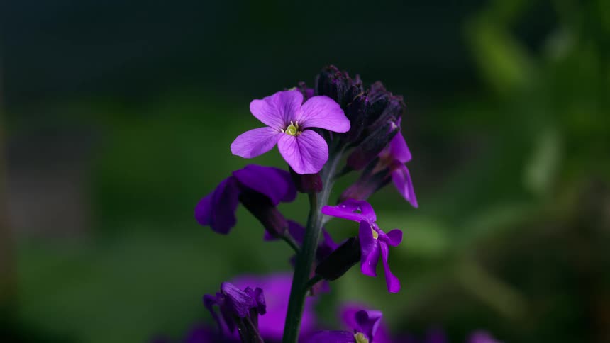 A purple wallflower plant is outdoors near other blurred foliage with tiny springtails inside flower