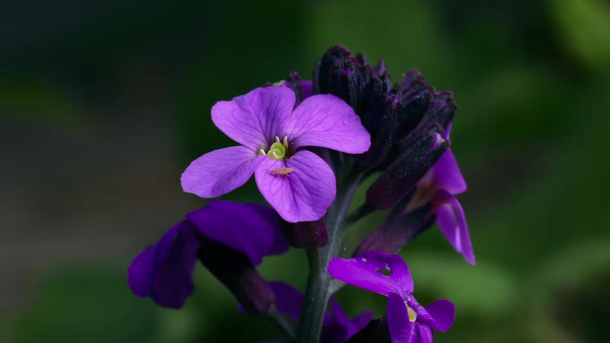 The bug walks on the purple erysimum flower in the garden