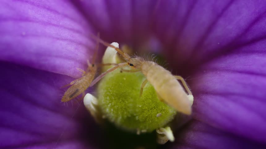 Close up of small brown springtails feeding on pollen from a purple flower