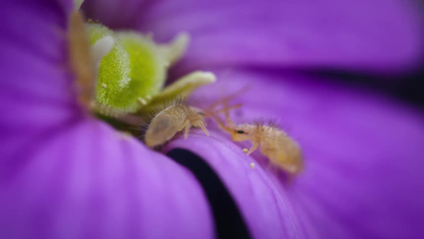 Springtails on a flower