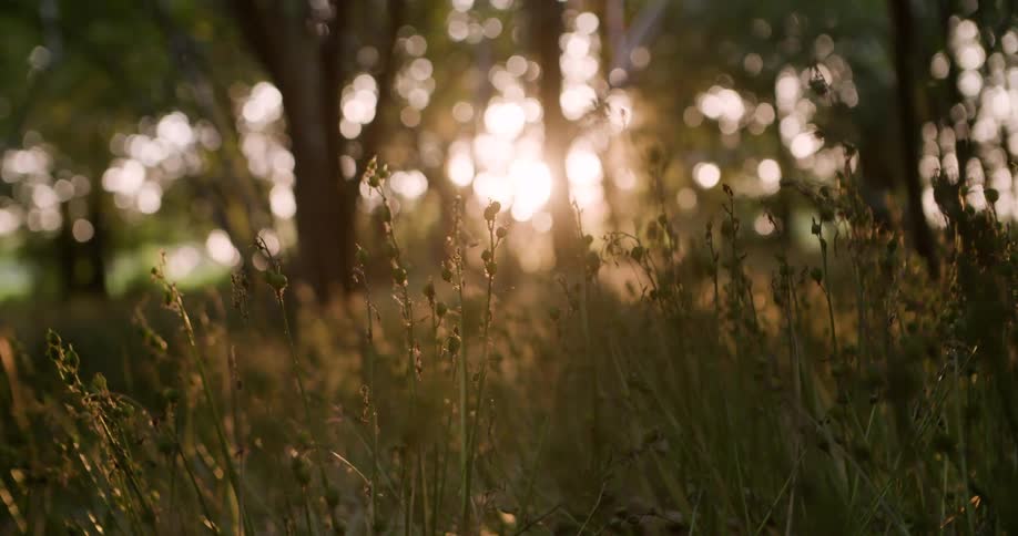 Wild vegetation illuminated by sunlight filtering through the trees