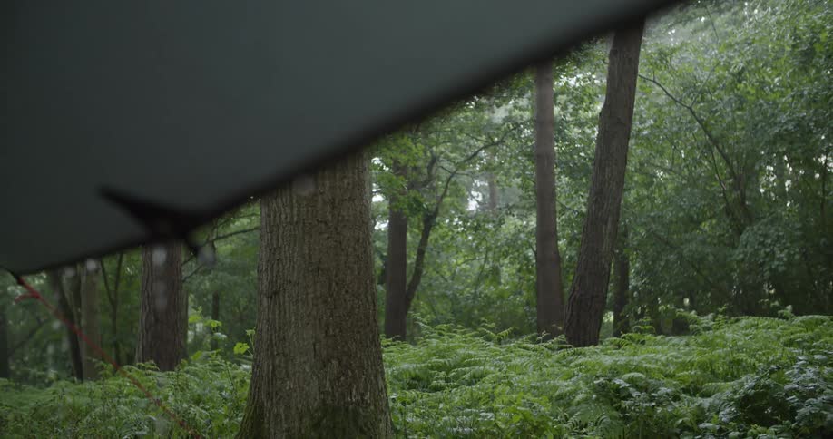 A view from underneath a dark green tarp shows raindrops collecting and falling from the edge looking out onto a dense forest with large tree trunks and a lush ground cover of ferns on a rainy overcast day