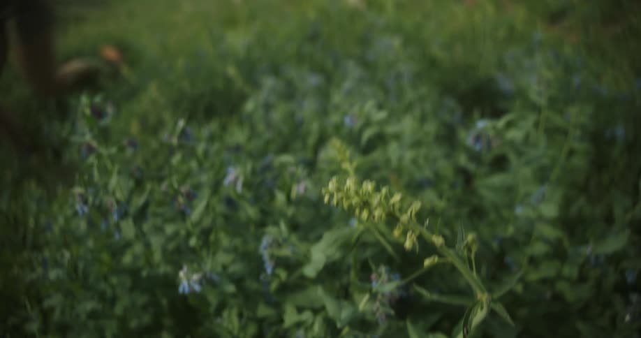 A person runs quickly down a steep green mountain slope covered in small blue flowers with a deep valley and rocky mountain walls in the background followed by a closeup shot of a single stalk of blue flowers