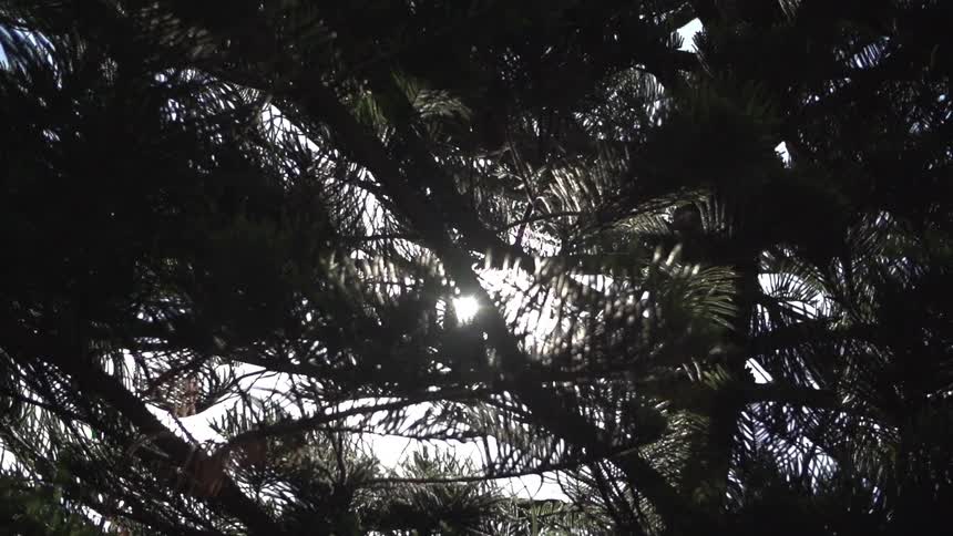 View of the bottom of branches of a tree