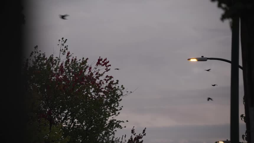 Birds flying at dusk with a lit streetlamp and trees in the background