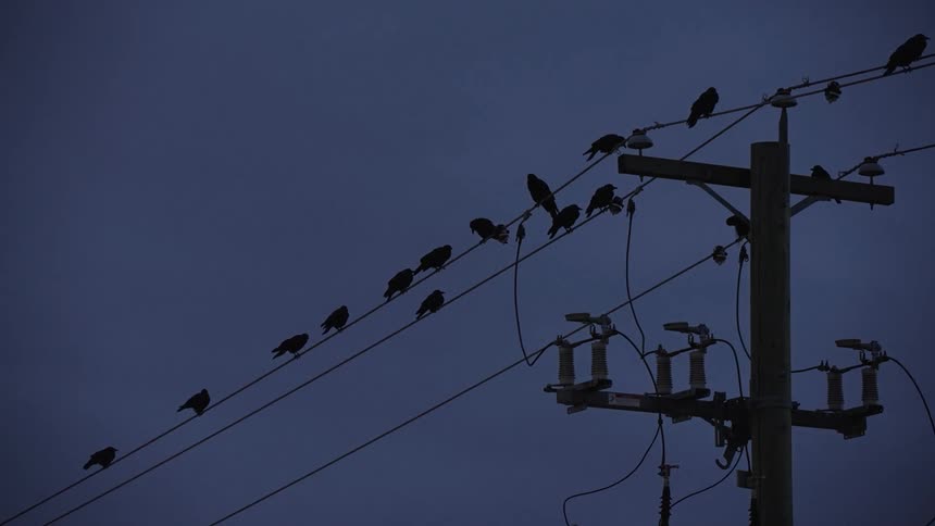 Birds perched on power lines at dusk