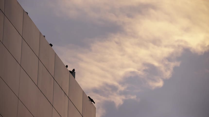 Modern building with tiled facade and birds perched on the edge and flying away at sunset