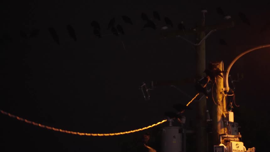 A powerline at night with many birds sitting on it and taking off in flight