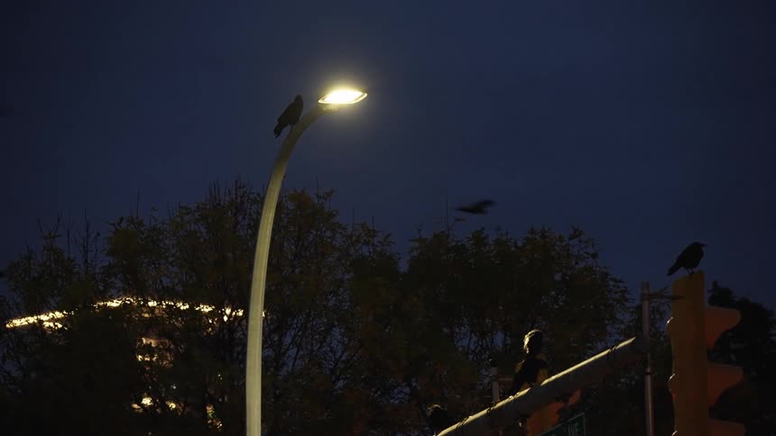 Nighttime urban scene with lit poles and perched and flying crows creating a mysterious atmosphere