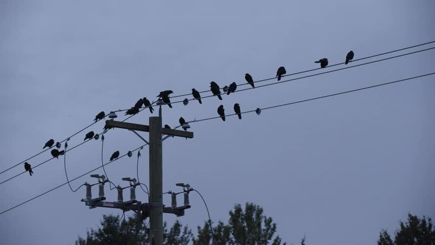 Birds perched on a powerline