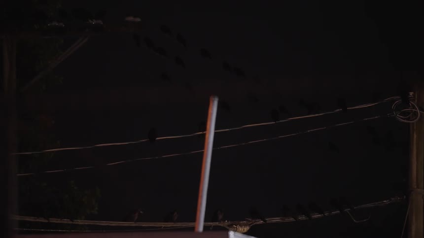 A powerline at night with crows barely visible sitting on it