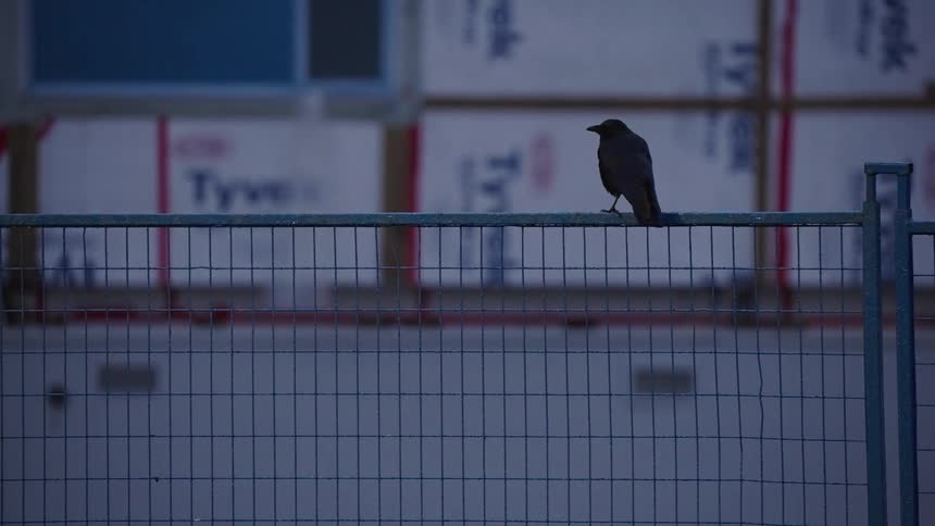 A bird perched on a fence