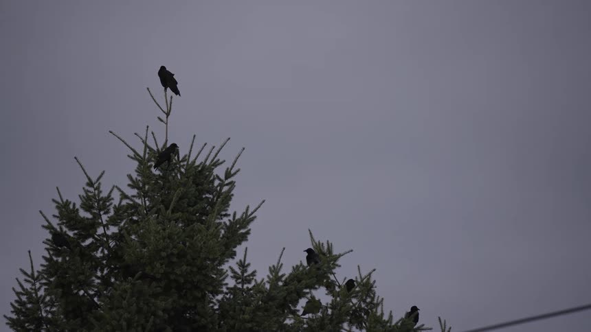 Black birds perched on a tall pine tree under a cloudy sky creating a moody and contemplative scene