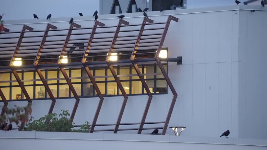 Crows perch on a lit metal structure at dusk