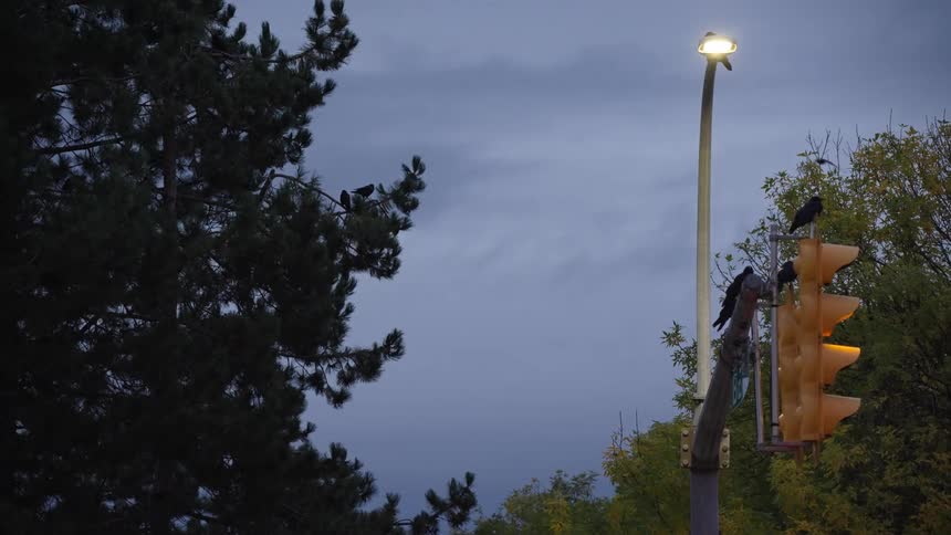 Three crows are perched on a yellow traffic light next to a lit streetlamp at dusk with more birds flying around in the background