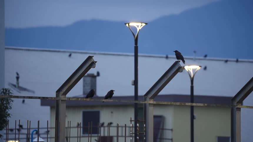 Birds perched on poles and metal structures at dusk in an urban area