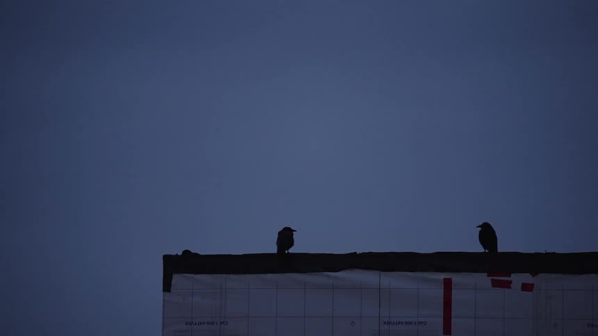 A couple birds perched on a wall of a building under construction