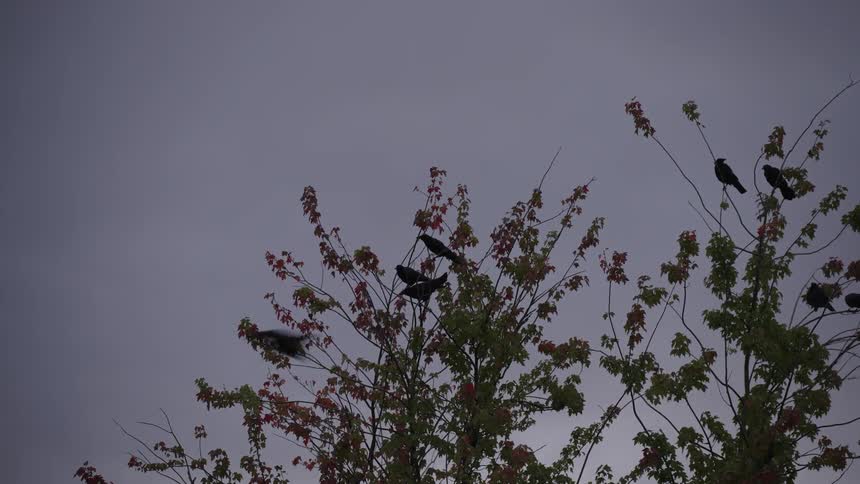 Birds landing on the tree and flying by
