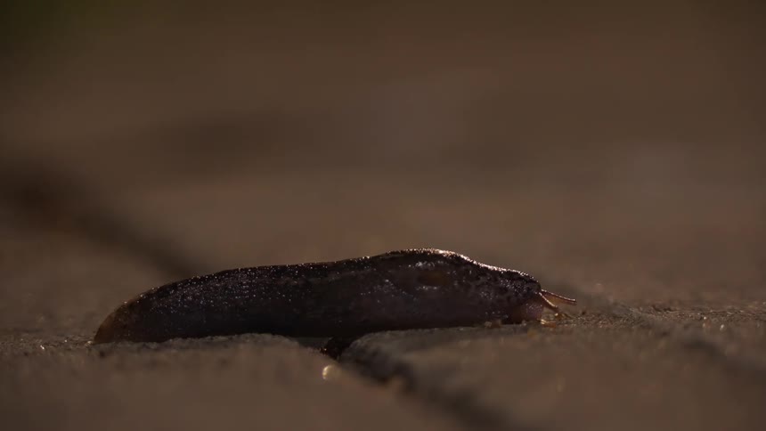 Close up of a slug on a concrete sidewalk seam surface lit up at night