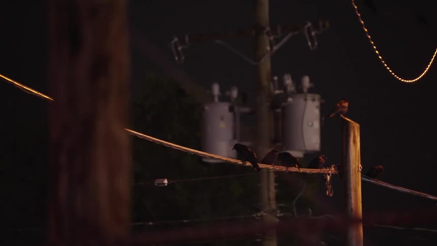 Utility poles at night with crows perched on the wire resting