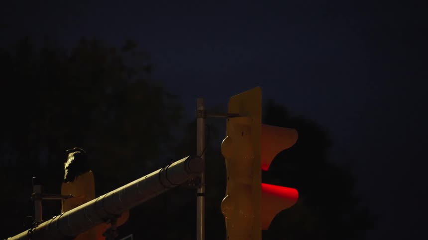 A traffic light at night with a crow sitting on it and other crows flying by
