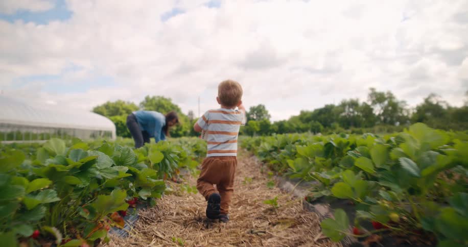 Child runs through a field between rows of strawberries under a partly cloudy sky