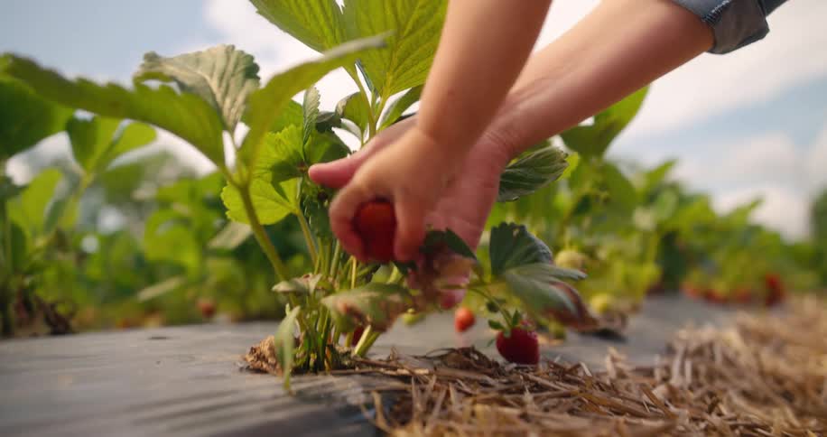 Hand picking a ripe strawberry in an outdoor field