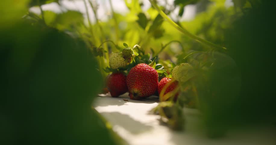 Some ripe strawberries at a farm