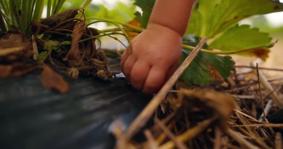A person grabs a berry among strawberry plants in a garden bed