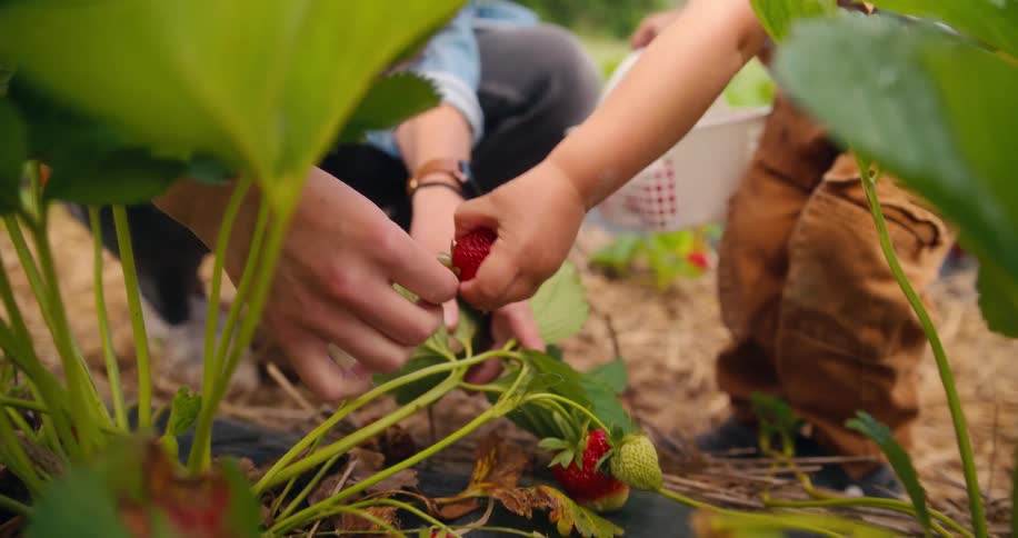 Child and adult pick ripe strawberries together in a field