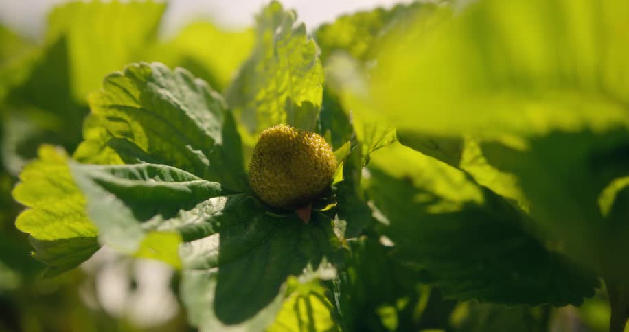 A close up of a unripe strawberry plant