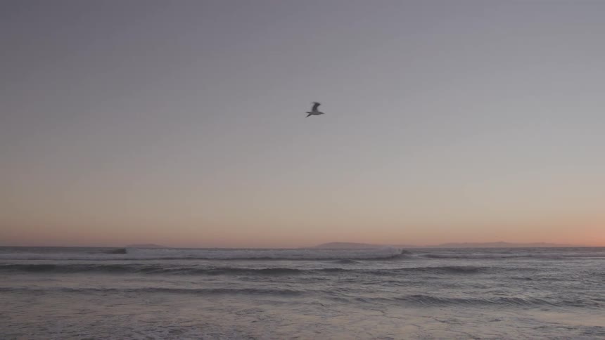 Seagull flies over the sea at sunset