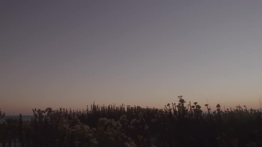 A dark field of silhouetted flowers and tall grasses is seen against a soft hazy sky with a gentle color gradient from light grey to muted orange at the horizon during sunset or sunrise
