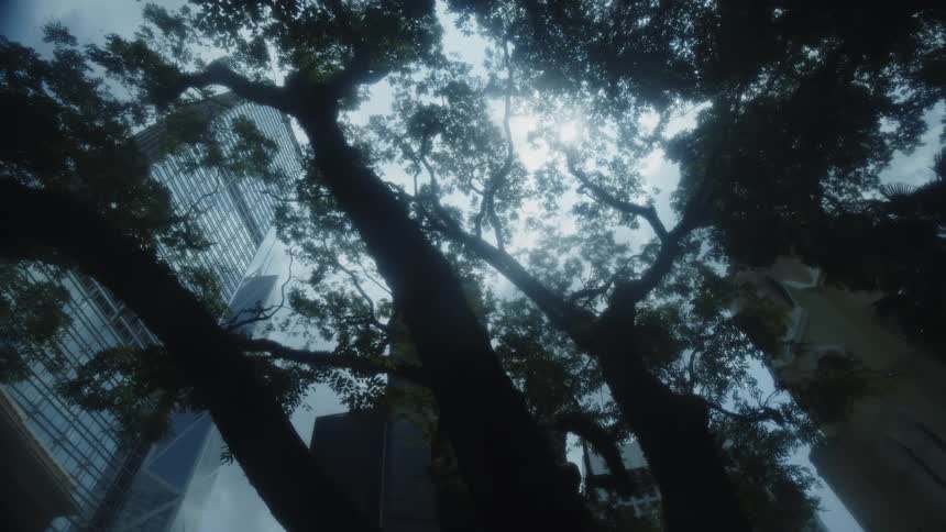 Sunlight filters through tall trees and city skyscrapers