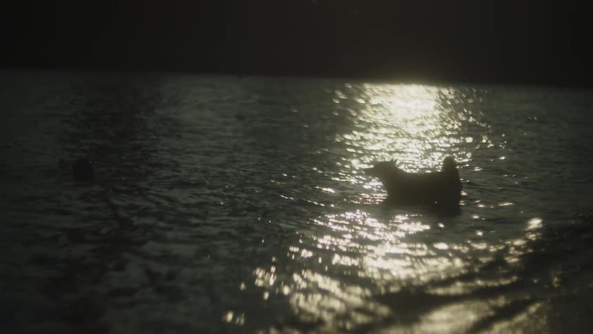 Dog plays in the water reflecting the sunset light