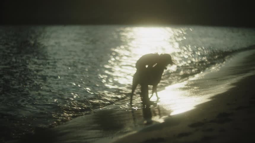 A child spends time with a pet dog at the beach during sunset