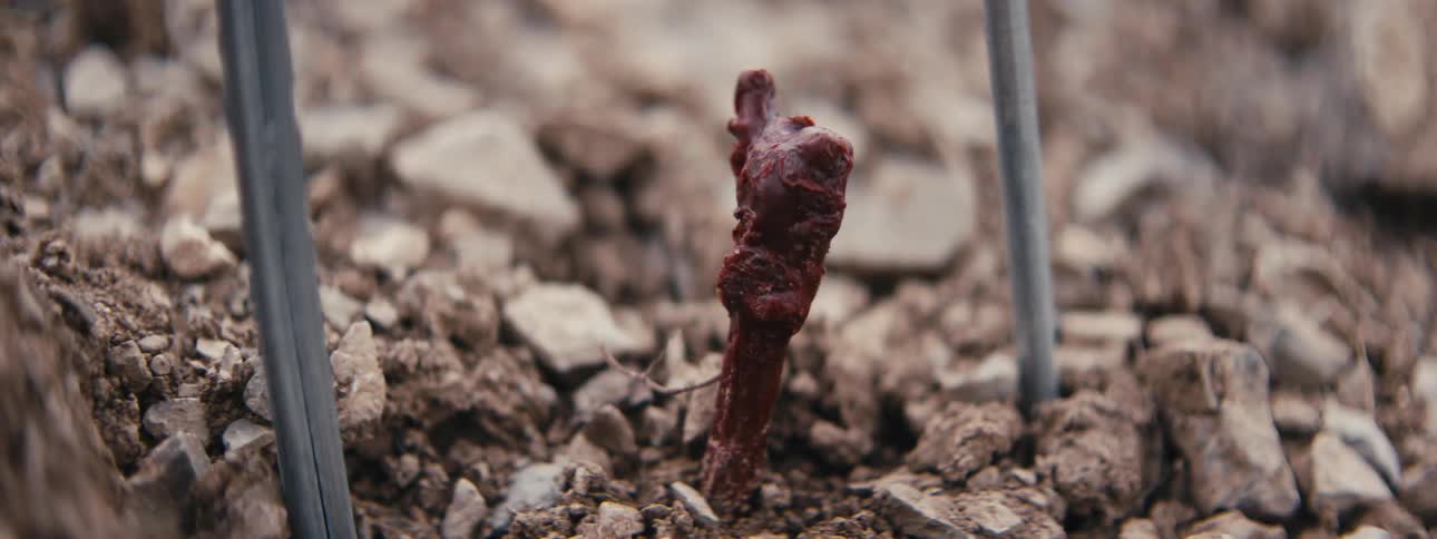 Small brown sprout emerges from rocky soil supported by metal stakes