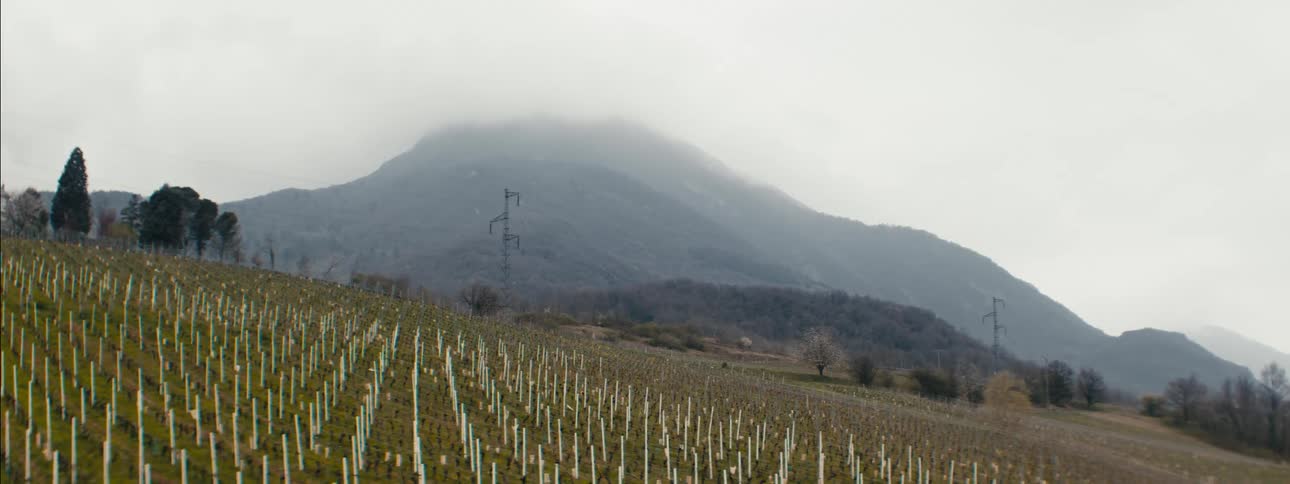Rows of seedlings stretch across a hillside before a mistcovered mountain